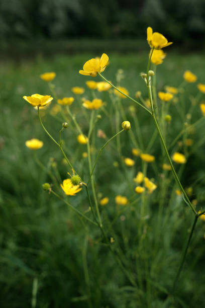 istock buttercup flowers on a meadow 968527218