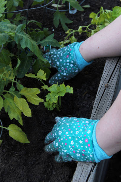 istock Gardening—Planting & Seeding 968532880