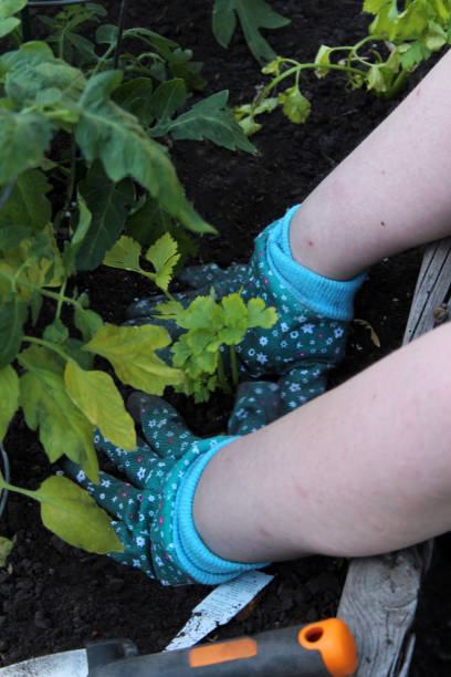 istock Gardening—Planting & Seeding 968532896