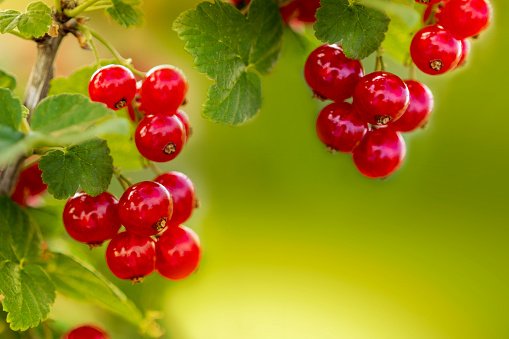 Ripe Red Currant