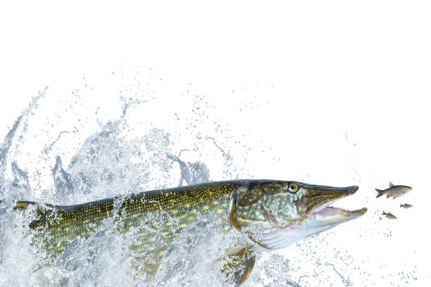 istock Fishing. Big pike fish jumping with splashing on white background 968533704
