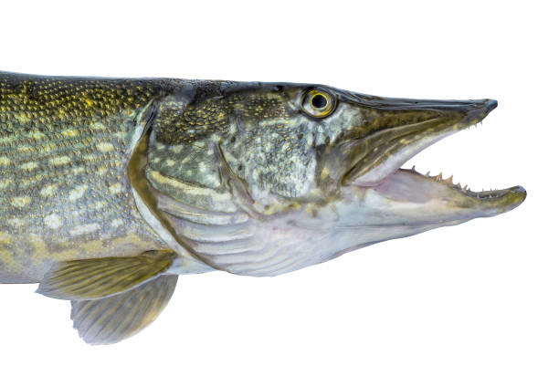 istock Fishing. Head of live pike fish isolated on white background 968533708