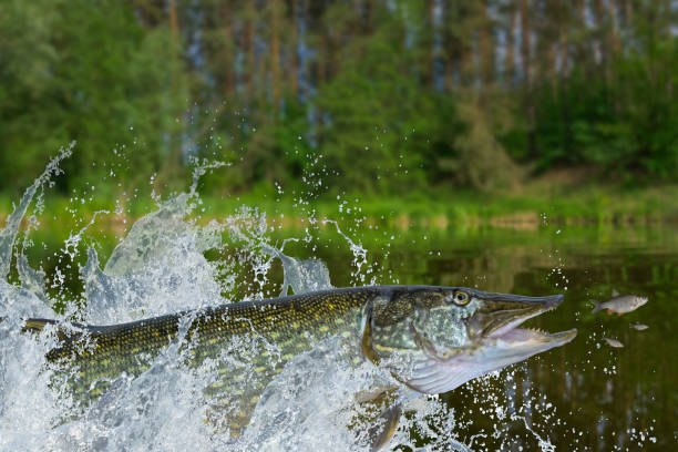 istock Fishing. Big pike fish jumping with splashing in water 968533736