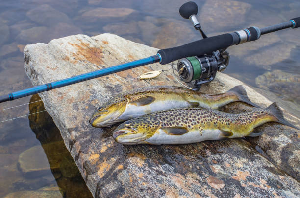 istock Fishing. Caught brown trout fish and spinning tackle on river stone 968533770