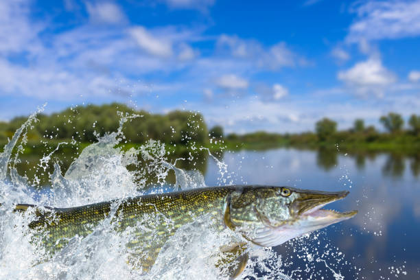 istock Fishing. Big pike fish jumping with splashing in water 968535816