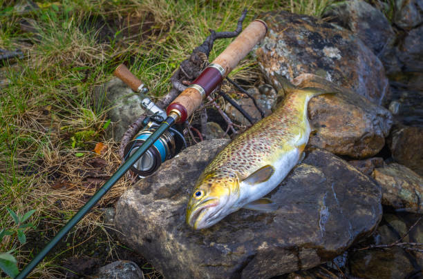 istock Fishing. Caught brown trout fish and spinning tackle on river stone 968536460