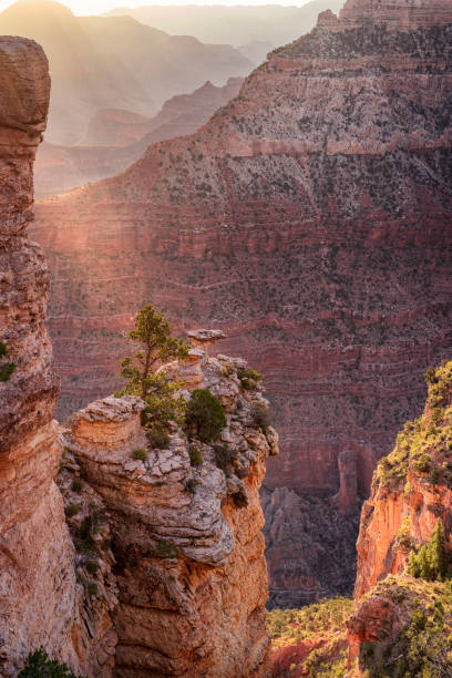 istock Grand Canyon lone tree at Mather Point during sunrise 968536878
