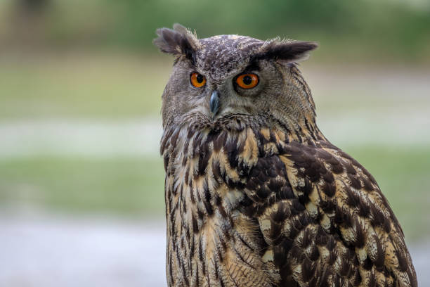 istock A portrait of the Eurasian Eagle Owl 968540044