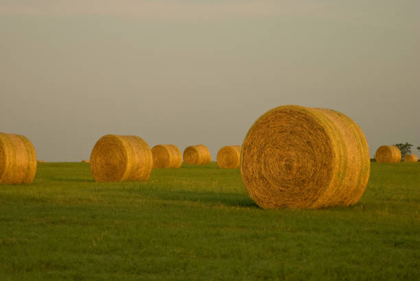 istock Round hay bales at sunrise 968540252