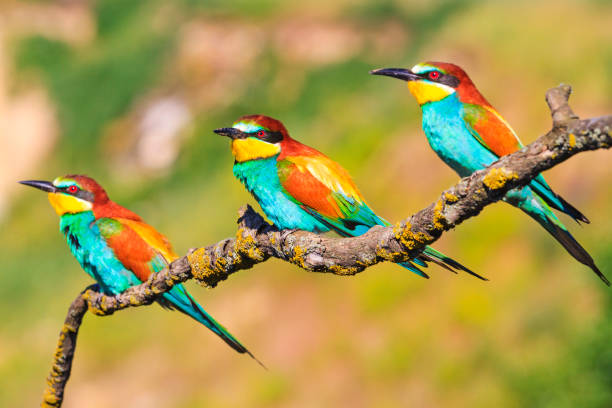 Exotic little birds sit on the branches Exotic little birds sit on the branches, bright colors, wonders of nature puerto quetzal guatemala stock pictures, royalty-free photos & images