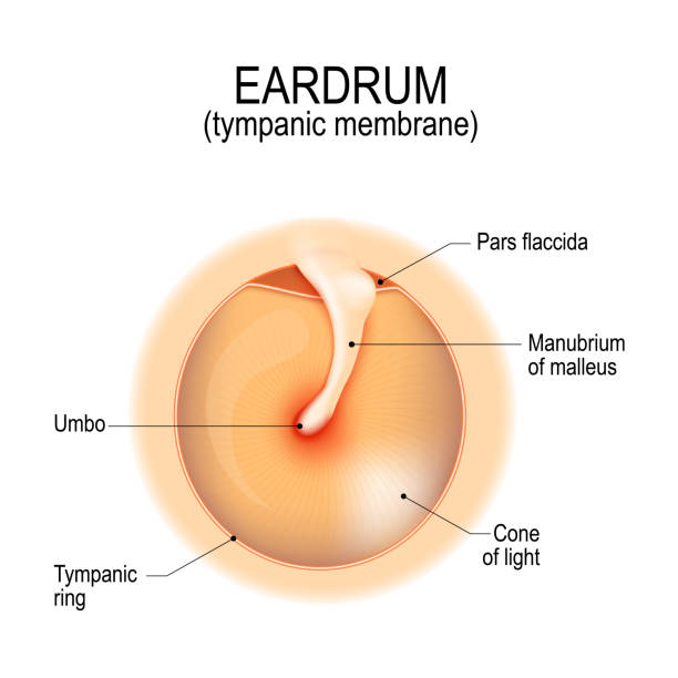 ilustrações de stock, clip art, desenhos animados e ícones de anatomy of the eardrum - eustachian tube
