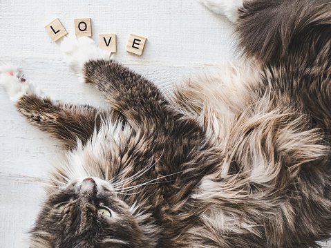 Lovely, charming kitten, lying on a white table near the wooden letters of the alphabet with the word LOVE. Top view, close-up, isolated. Love for pets