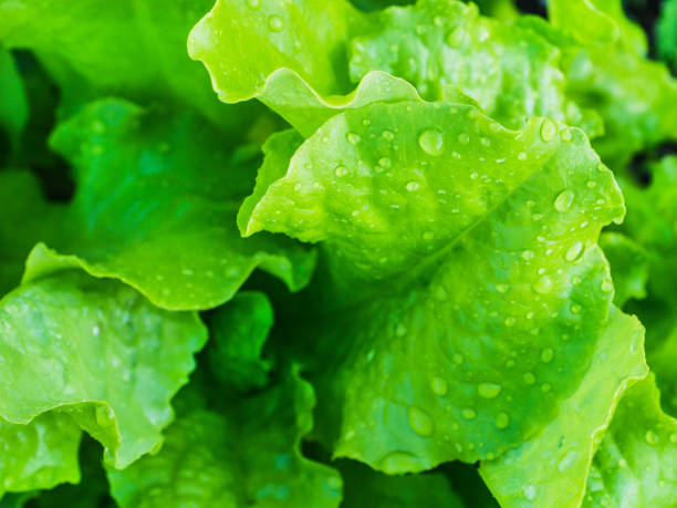 istock Fresh, bright, green leaves of a lettuce 968546052