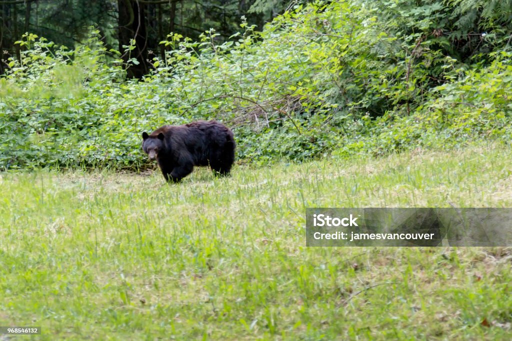 Grizzly bear looking for food in the wild Agricultural Field Stock Photo