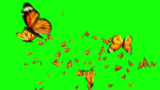 2,095 Butterfly Animation Stock Videos and Royalty-Free Footage - iStock