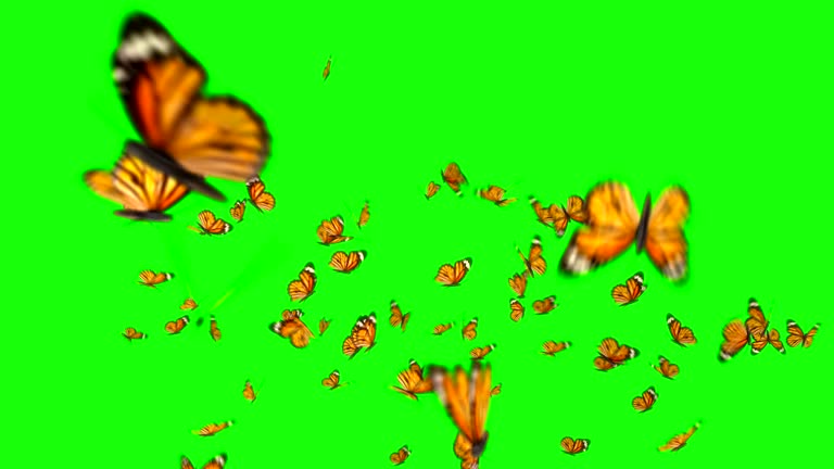 2,095 Butterfly Animation Stock Videos and Royalty-Free Footage - iStock 2,095 Butterfly Animation Stock Videos and Royalty-Free Footage - iStock