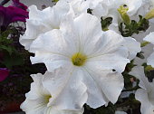 blumen.jpg?b=1&s=170x170&k=20&c=1537wrAmOFBXm8koJJWMjtbInwon8aWNt6GYNgukE30=