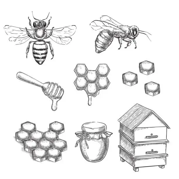 Vector illustration of Honey and bee sketch vector illustration. Honeycombs, pot and hive hand drawn isolated design elements