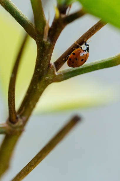 istock Coccinellidae in the Garden 968554258