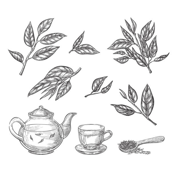 ilustraciones, imágenes clip art, dibujos animados e iconos de stock de ilustración de vector de dibujo de té verde. hojas, tetera y taza de la mano dibujado elementos aislados - tea