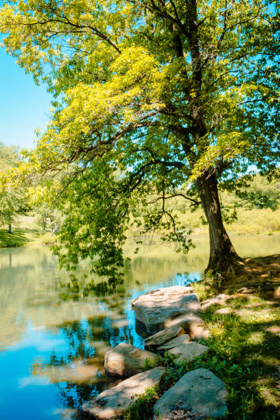 istock Tree overhanging the lake at Blue Spruce Park 968587846