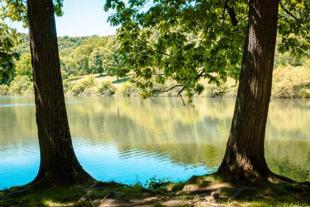 istock Trees in front of the pond at Blue spruce park 968588054