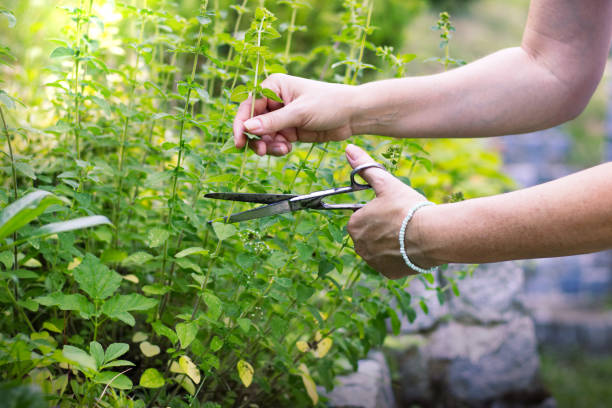woman collects herbs, collect oregano using scissors