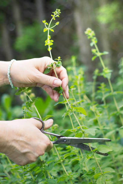 istock woman collects herbs, collect oregano using scissors 968588468