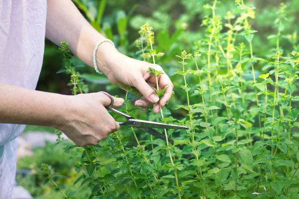 istock woman collects herbs, collect oregano using scissors 968588472