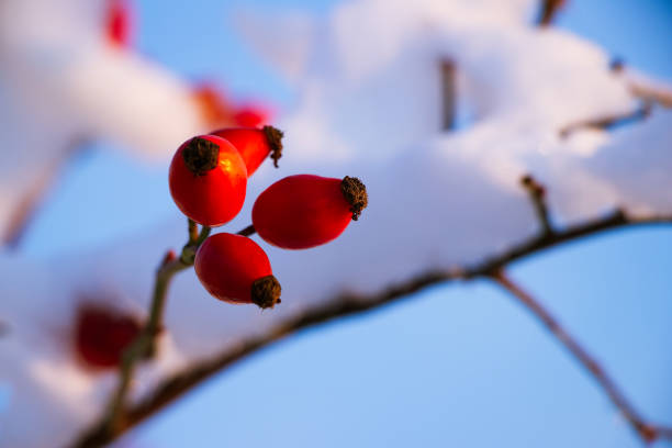 blue sky in the background