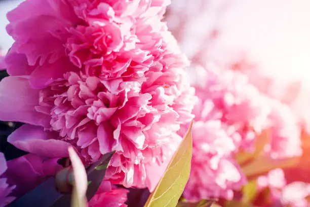 Photo of Pink peony flowers in garden at sunset. Spring, summer blossom