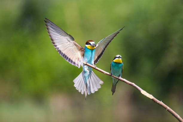 istock European Bee-eater couple (Merops apiaster) on brunch 968591272