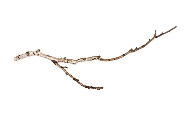 Birch branches isolated on white background. Natural decoration elements.