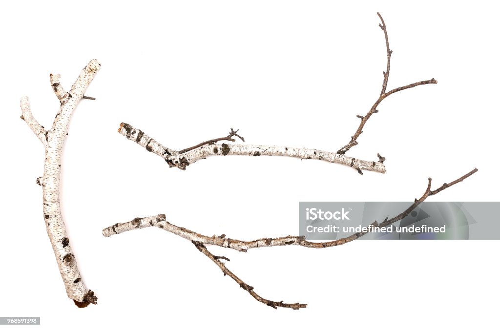 Birch. - Photo de Branche - Partie d'une plante libre de droits