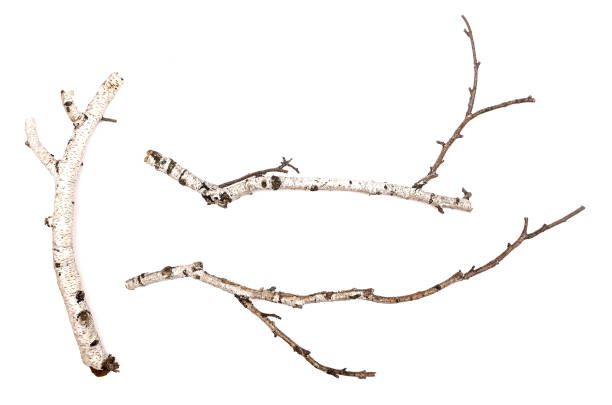 Birch. Birch branches isolated on white background. Natural decoration elements. twig stick wood branch stock pictures, royalty-free photos & images