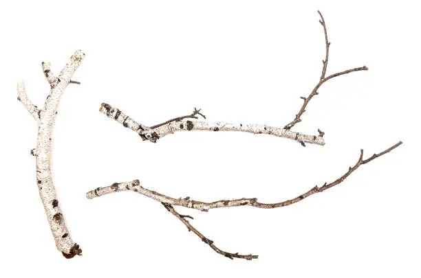 Birch branches isolated on white background. Natural decoration elements.