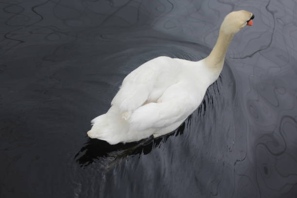 istock Swan gently paddling in lake 968593626