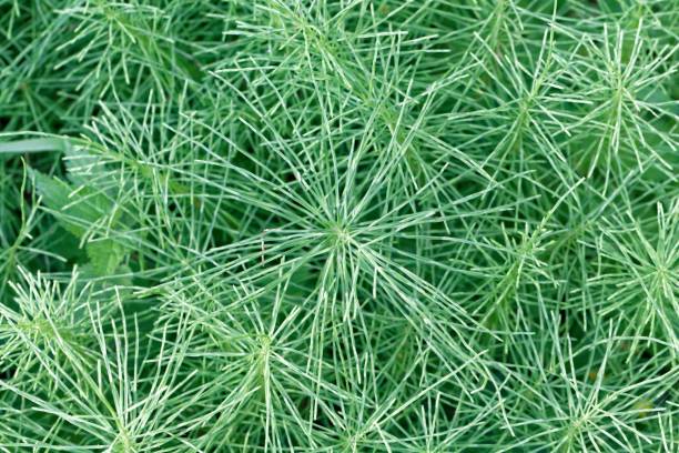 istock Leaves of a meadow horsetail (Equisetum pratense) 968593872