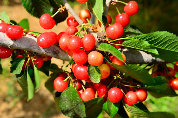 istock The ripe cherries are on the tree 968600014