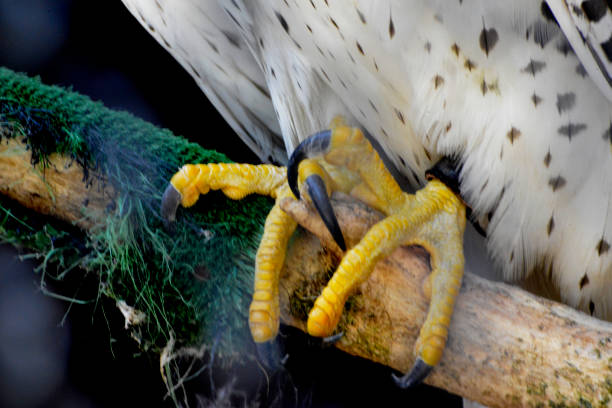 istock Claws of the beautiful Gyrfalcon 968600026