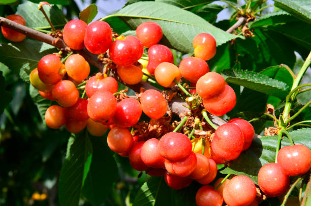 istock The ripe cherries are on the tree 968600080