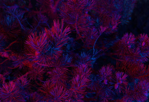 glowing forest background nature beauty