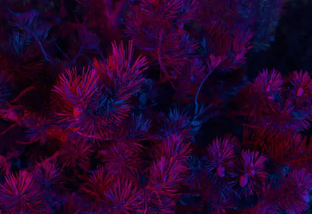 Photo of Pink blue evergreen cones ultra violet neon colors