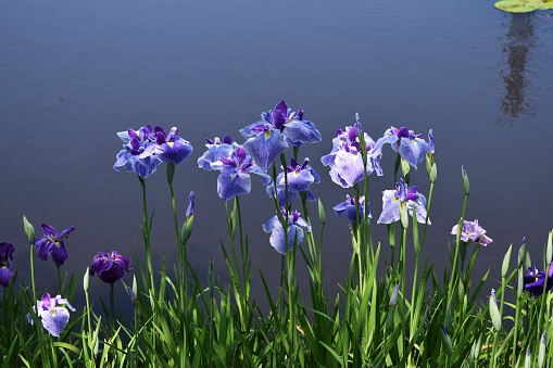 The irises blooming around the pond