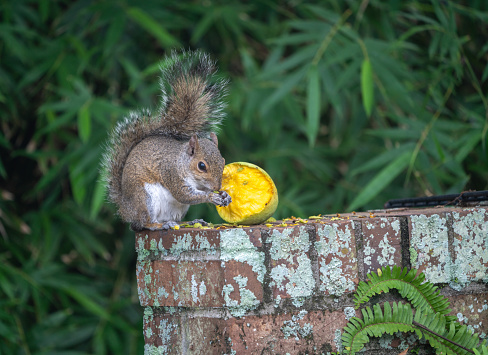 A southern squirrel eats a mango from a tree in tropical florida