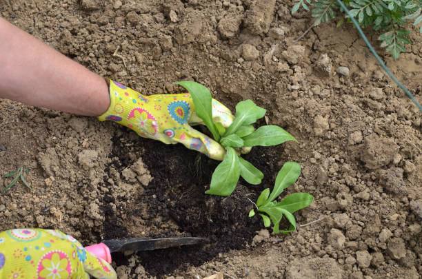 istock Planting in a garden soil - top view 968605160