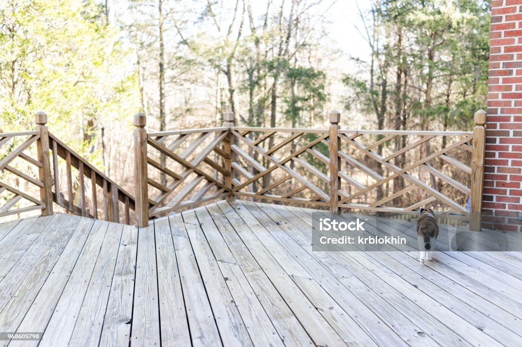 Calico cat walking on empty, large wooden deck territory exploring on terrace, patio, outdoor garden house on floor Porch Stock Photo