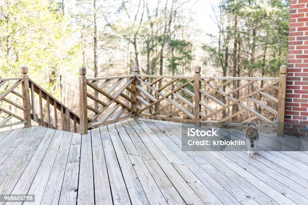 Calico Cat Walking On Empty Large Wooden Deck Territory Exploring On Terrace Patio Outdoor Garden House On Floor Stock Photo - Download Image Now
