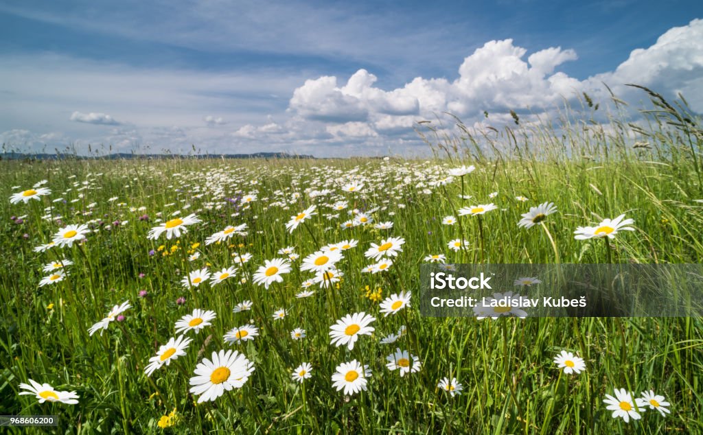 Weiße Margeriten in Frühlingswiese. Ochsen-Auge Gänseblümchen. Leucanthemum vulgare - Lizenzfrei Blume Stock-Foto