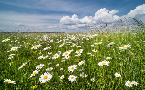 weiße margeriten in frühlingswiese. ochsen-auge gänseblümchen. leucanthemum vulgare - daisy marguerite flower grass stock-fotos und bilder